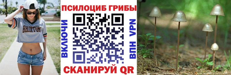 сколько стоит  Ликино-Дулёво  даркнет как зайти  Псилоцибиновые грибы GOLDEN TEACHER 